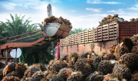 Нигерия увеличит производство пальмового масла за счёт новой стратегии
